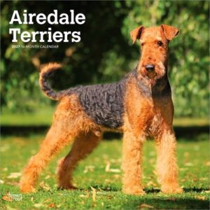 Airedale Terriers 2027 12 X 24 Inch (Hanging) Monthly Square Wall Calendar Plastic-Free