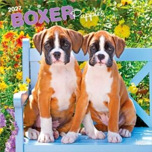 Boxer Puppies 2027 12 X 24 Inch (Hanging) Monthly Square Wall Calendar Plastic-Free
