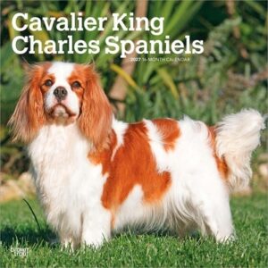 Cavalier King Charles Spaniels 2027 12 X 24 Inch (Hanging) Monthly Square Wall Calendar Plastic-Free