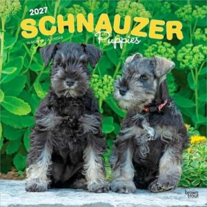 Schnauzer Puppies 2027 12 X 24 Inch (Hanging) Monthly Square Wall Calendar Plastic-Free