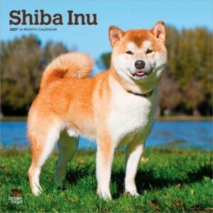 Shiba Inu 2027 12 X 24 Inch (Hanging) Monthly Square Wall Calendar Plastic-Free