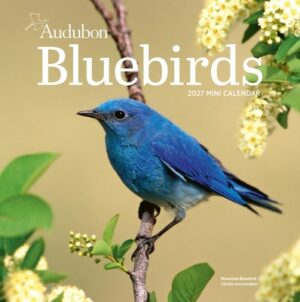 Audubon Bluebirds Mini Wall Calendar 2027