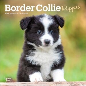 Border Collie Puppies 2027 7 X 14 Inch (Hanging) Monthly Mini Wall Calendar