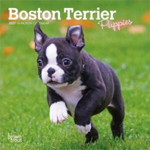 Boston Terrier Puppies 2027 7 X 14 Inch (Hanging) Monthly Mini Wall Calendar