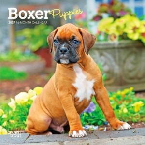 Boxer Puppies 2027 7 X 14 Inch (Hanging) Monthly Mini Wall Calendar