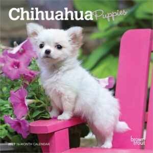 Chihuahua Puppies 2027 7 X 14 Inch (Hanging) Monthly Mini Wall Calendar