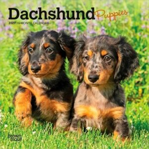 Dachshund Puppies 2027 7 X 14 Inch (Hanging) Monthly Mini Wall Calendar