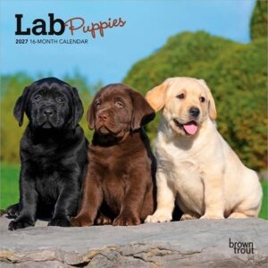 Lab Puppies 2027 7 X 14 Inch (Hanging) Monthly Mini Wall Calendar