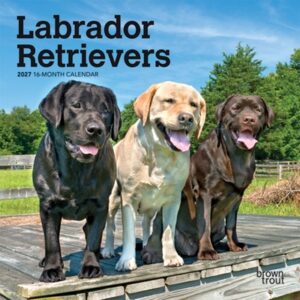 Labrador Retrievers 2027 7 X 14 Inch (Hanging) Monthly Mini Wall Calendar